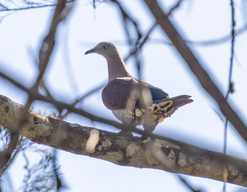 Zoe's Imperial Pigeon (Ducula zoeae), photo 2