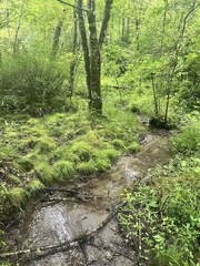 Carex bromoides