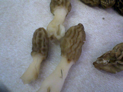 Morchella