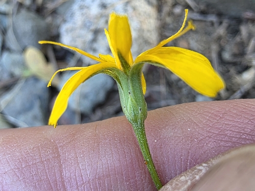 Microseris nutans, 2026-07-06