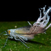 Pterodictya reticularis - Photo (c) Geoff Gallice, μερικά δικαιώματα διατηρούνται (CC BY)