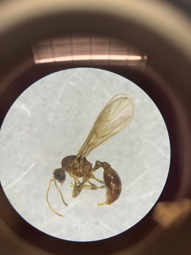 Wasmannia auropunctata observed 2026-07-14