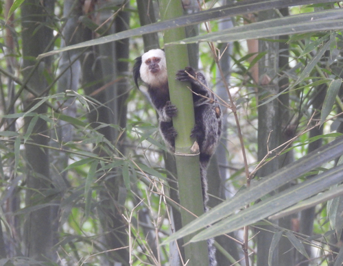 White-headed Marmoset