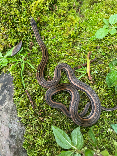 Photo of a Striped Litter Snake (Rhadinella serperaster)
