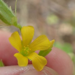 Oxalis