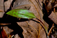 Erythronium americanum