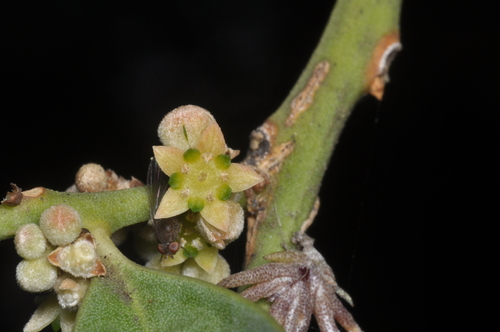 Jodina rhombifolia, photograph 6