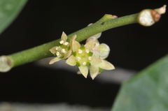 (c) aacocucci, some rights reserved (CC BY) Jodina rhombifolia, photograph (c) aacocucci, some rights reserved (CC BY)