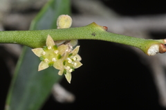 (c) aacocucci, some rights reserved (CC BY) Jodina rhombifolia, photograph (c) aacocucci, some rights reserved (CC BY)