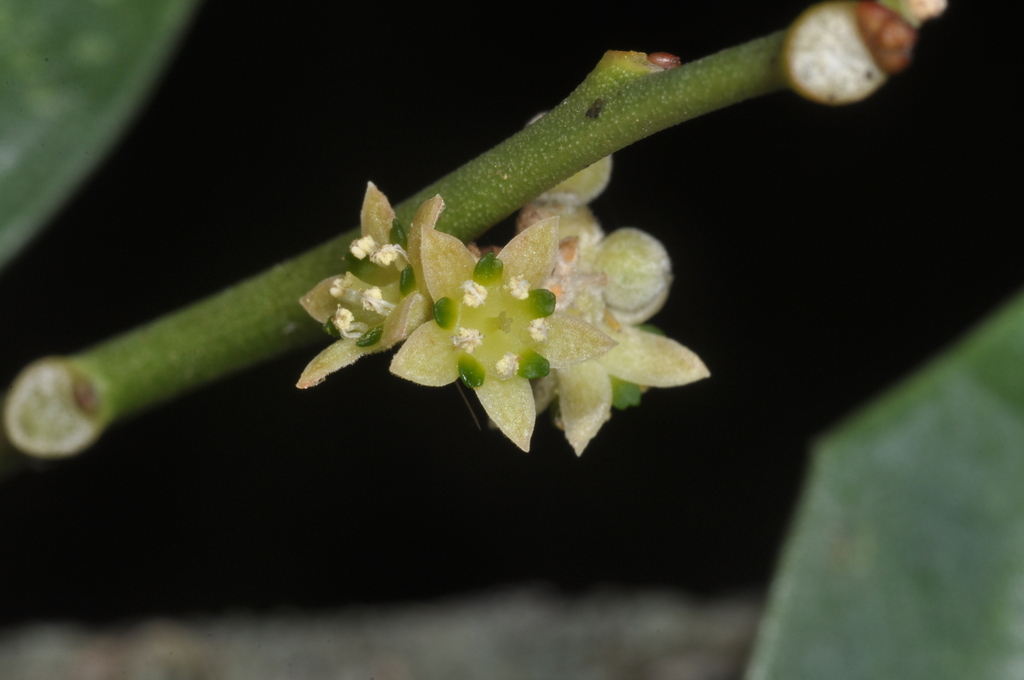 Jodina rhombifolia; photograph (c) aacocucci, some rights reserved (CC BY)