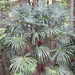 Trachycarpus fortunei - Photo (c) belvedere04,  זכויות יוצרים חלקיות (CC BY-NC), הועלה על ידי belvedere04