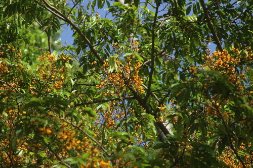 Platymiscium trinitatis, 2026-07-14