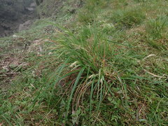 Carex phacota