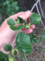 Crataegus texana