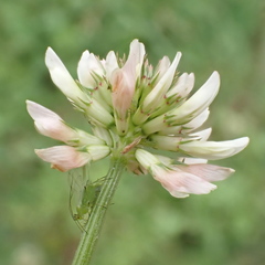 Trifolium repens