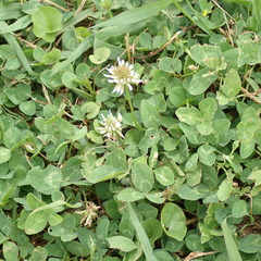 Trifolium repens