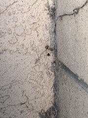 Araneae