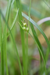 Carex jamesii
