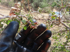 Condalia velutina, photograph (c) Ulises Pinedo, some rights reserved (CC BY)