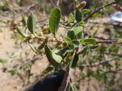 Condalia velutina, photograph (c) Ulises Pinedo, some rights reserved (CC BY)
