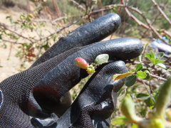 Condalia velutina