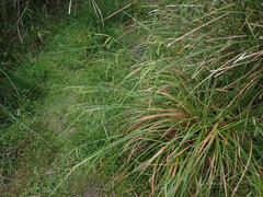 Carex phacota