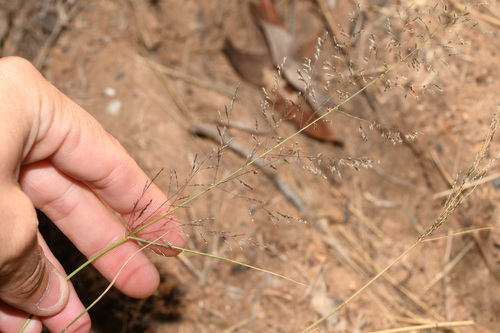 African love grass