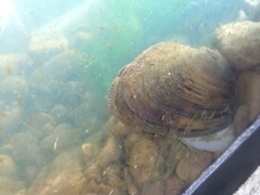 Pyganodon grandis