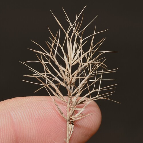 many-headed wiregrass