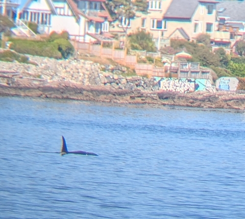 Sighting photo