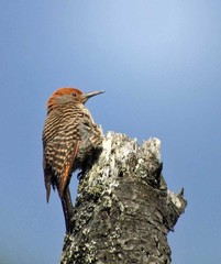 Colaptes auratus mexicanoides