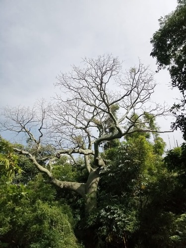 Ceiba trischistandra