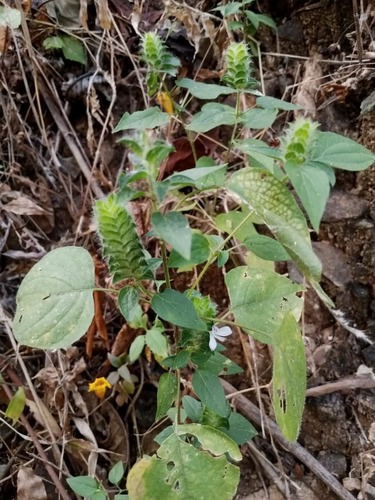 Tetramerium nervosum, photograph 2