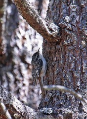 Certhia americana pernigra