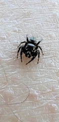 Metaphidippus manni