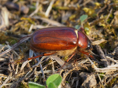 Phyllophaga futilis
