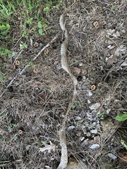 Nerodia erythrogaster
