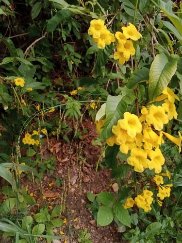 Tecoma castanifolia, photograph 2