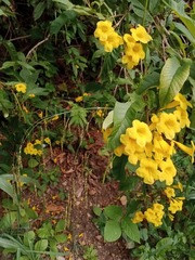 Tecoma castanifolia, photograph (c) Raúl A. Ruiz M., some rights reserved (CC BY)