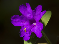 Mirabilis violacea
