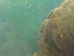 Pyganodon grandis