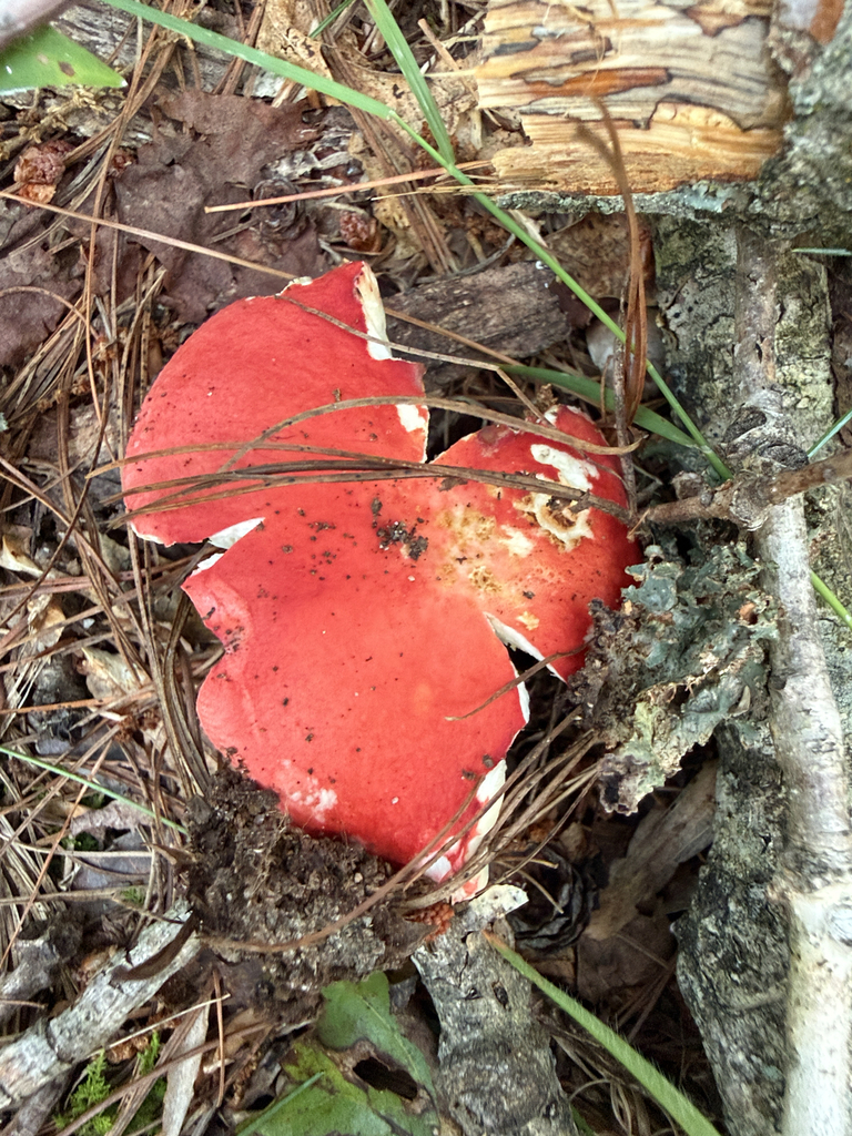 brittlegills · July 2026 · photo: Photo: (c) Carrie Seltzer, some rights reserved (CC BY) · iNaturalist
