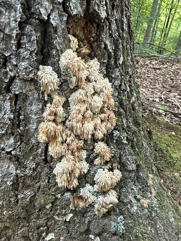 Asian Beauty · July 2026 · photo: Photo: (c) Carrie Seltzer, some rights reserved (CC BY) · iNaturalist