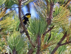 Setophaga coronata goldmani