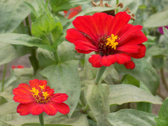 Zinnia elegans