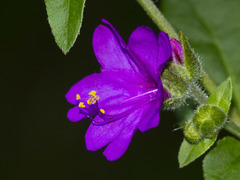 Mirabilis violacea