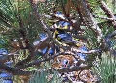 Setophaga coronata goldmani
