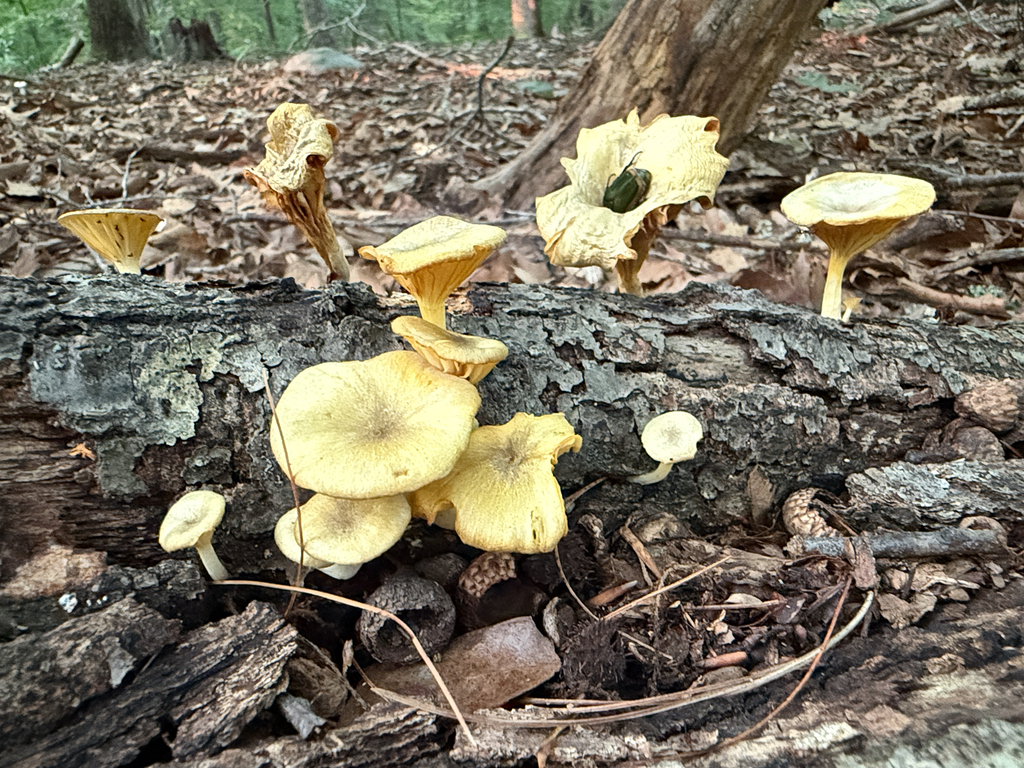 golden-gilled gerronema · July 2026 · photo: Photo: (c) Carrie Seltzer, some rights reserved (CC BY) · iNaturalist