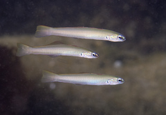 Ptereleotris microlepis