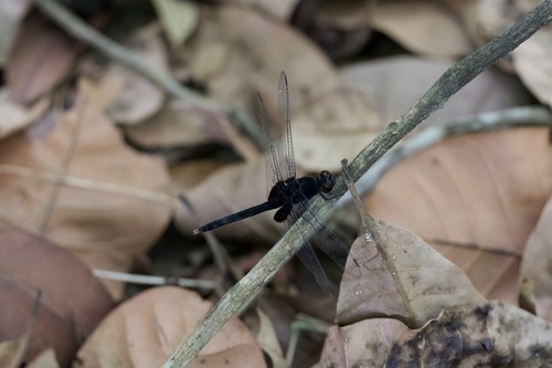 Black Pondhawk